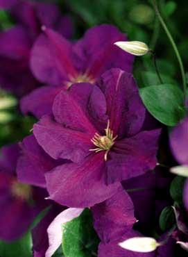 Photo courtesy of Donahue's Greenhouse
