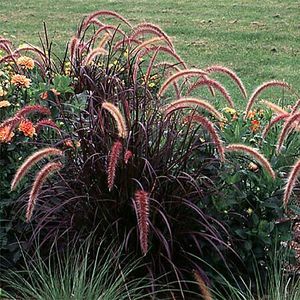 PURPLE FOUNTAIN GRASS