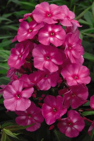 Photo courtesy of Bailey Nurseries