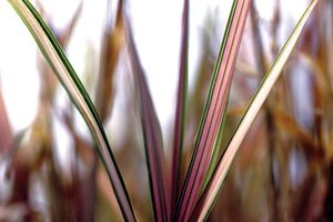 STRAWBERRIES AND CREAM RIBBON GRASS