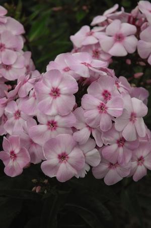 Photo courtesy of Bailey Nurseries
