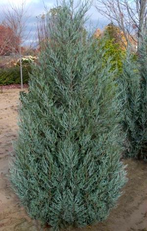 Photo courtesy of Bailey Nurseries
