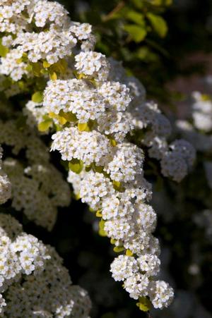 Photo courtesy of Bailey Nurseries
