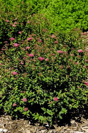 Photo courtesy of Bailey Nurseries