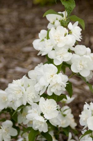 Photo courtesy of Bailey Nurseries