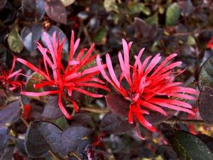 Photo courtesy of Bailey Nurseries