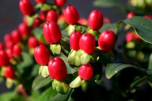 Photo courtesy of Bailey Nurseries
