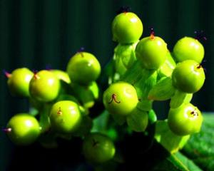 Photo courtesy of Bailey Nurseries