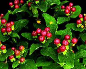 Photo courtesy of Bailey Nurseries