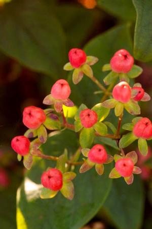 Photo courtesy of Bailey Nurseries
