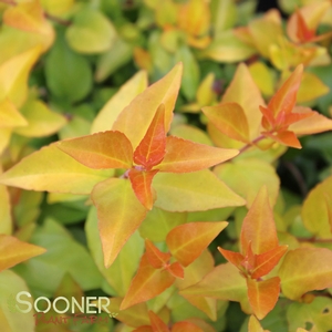 Image Property of Sooner Plant Farm
