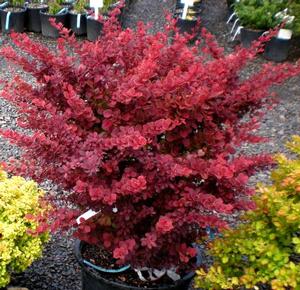 Photo courtesy of Bailey Nurseries