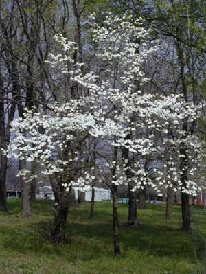 WHITE FLOWERING DOGWOOD