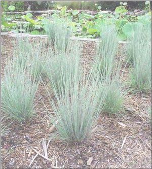 THE BLUES LITTLE BLUESTEM