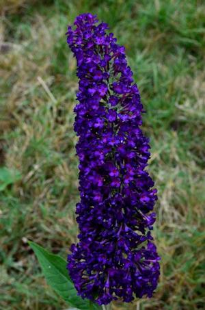 Photo courtesy of Bailey Nurseries