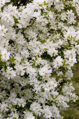 Photo courtesy of Bailey Nurseries