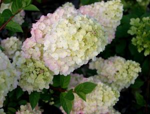 Photo courtesy of Bailey Nurseries