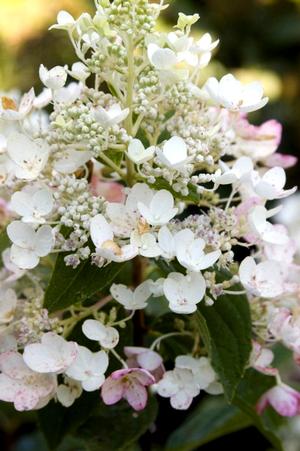 Photo courtesy of Bailey Nurseries