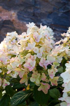 Photo courtesy of Bailey Nurseries