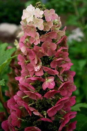Photo courtesy of Bailey Nurseries