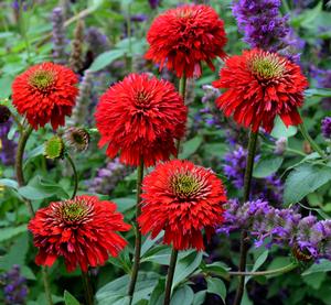 Photo courtesy of Terra Nova Nurseries