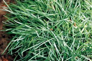 BLUE MOOR GRASS