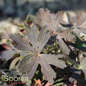 Image Property of Sooner Plant Farm, Inc.