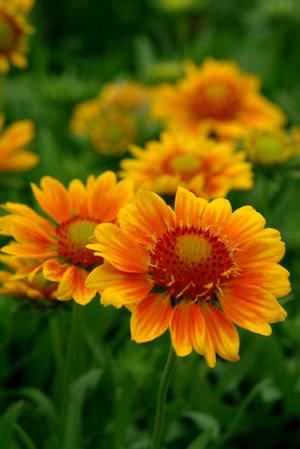 Photo courtesy of North Creek Nurseries
