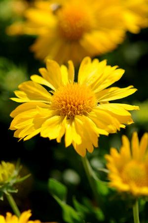 Photo courtesy of North Creek Nurseries