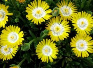 Photo courtesy of Greenleaf Nursery