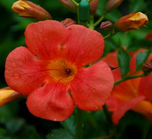 Photo courtesy of Ball Horticulture