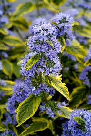 Photo courtesy of Ball Horticulture