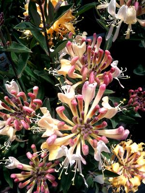 Photo courtesy of Ball Horticulture