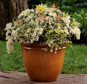 Photo courtesy of Ball Horticulture