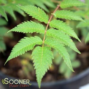 Image property of Sooner Plant Farm, Inc.