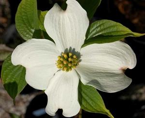 Photo courtesy of Greenleaf Nursery