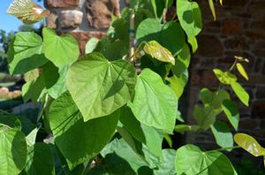 Photo courtesy of Greenleaf Nursery