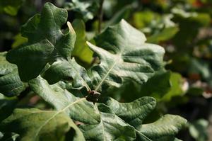 Photo courtesy of Greenleaf Nursery