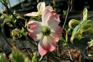 Photo courtesy of Greenleaf Nursery
