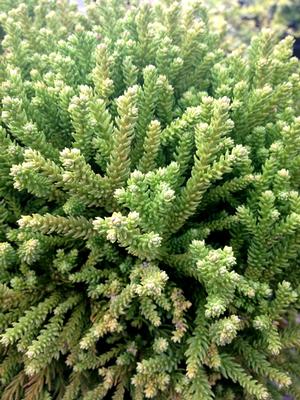 Photo courtesy of Greenleaf Nursery