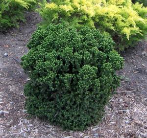 Photo courtesy of Greenleaf Nursery