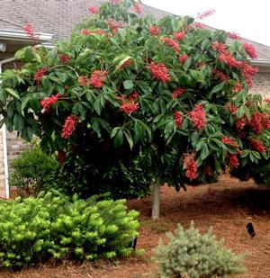 Photo courtesy of Monrovia Nurseries