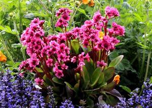 Photo courtesy of Terra Nova Nurseries