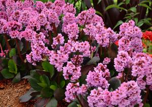 Photo courtesy of Terra Nova Nurseries