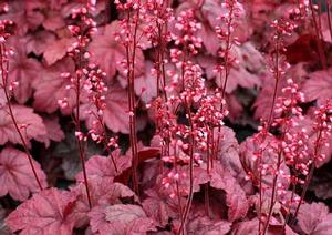 Photo courtesy of Terra Nova Nurseries