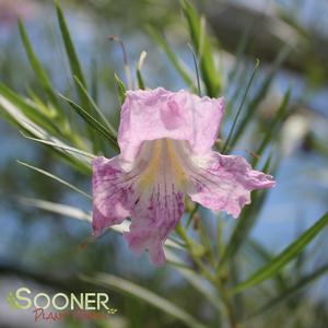 Image Property of Sooner Plant Farm, Inc.