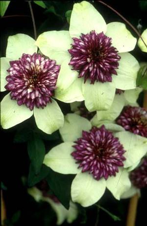 Photo courtesy of Donahue's Greenhouse