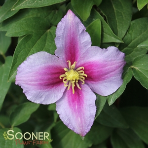 Image Property of Sooner Plant Farm