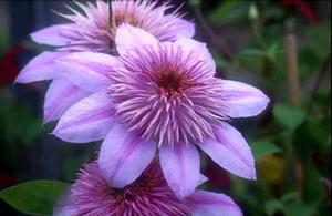 Photo courtesy of Donahue's Greenhouse
