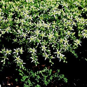 Photo courtesy of Creek Hill Nursery